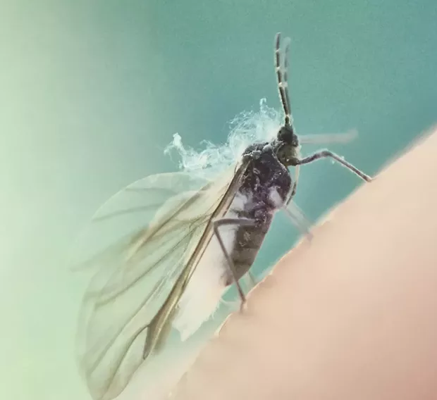 Wooly aphid on my fingertip. the "smoke" over its head is actually a cloud of fine filaments. - PHOTO BY ANTHONY WESTKAMPER