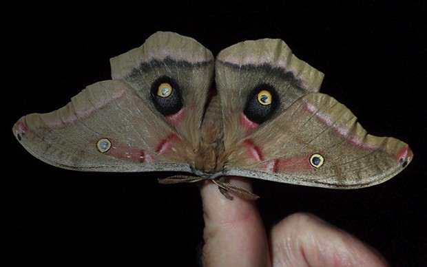 Polyphemus moth on my finger — and I have large hands. - PHOTO BY ANTHONY WESTKAMPER