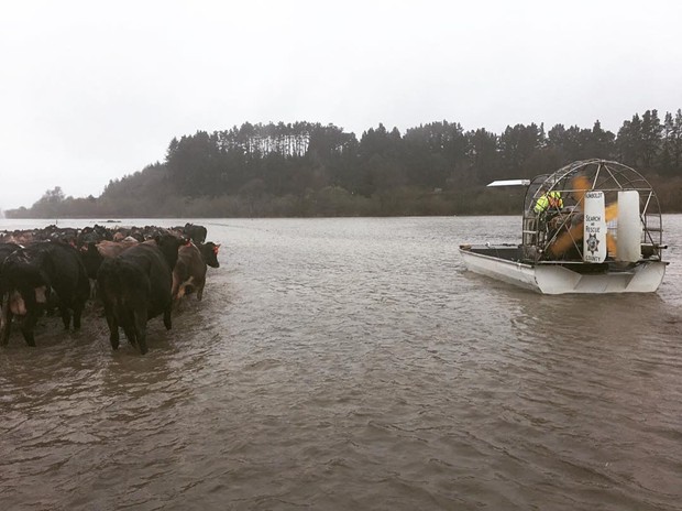 Humboldt County Sheriff's Office special services deputies and Search and Rescue Posse members help move cattle out of flood areas. - HCSO