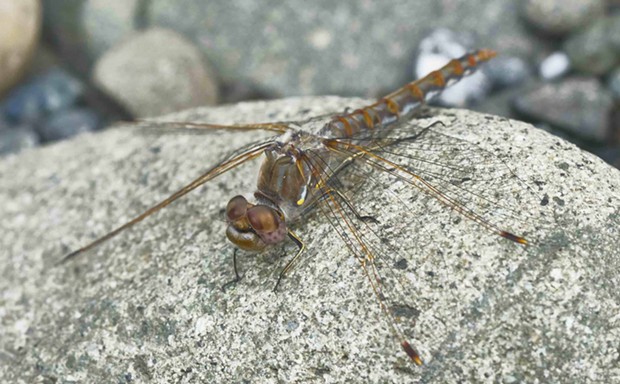 Since I started reporting them six years ago, variegated meadowhawks have been reported along coastal rivers as far away as Bodega during the winter. - PHOTO BY ANTHONY WESTKAMPER