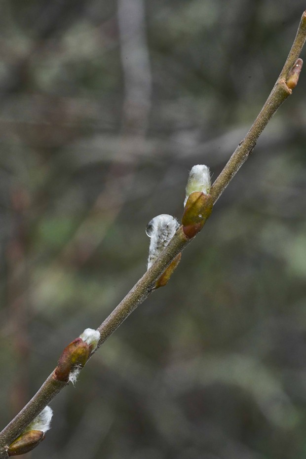 Pussy willows are starting to bud out, even if not yet open for business. - PHOTO BY ANTHONY WESTKAMPER