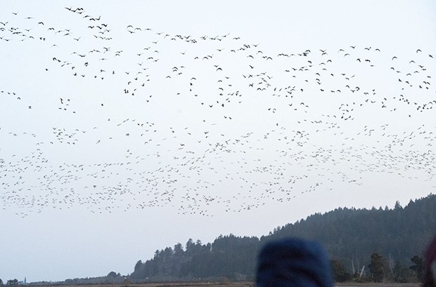 Migrating geese take to the sky early Sunday morning from the Humboldt Bay National Wildlife Refuge. - MARK MCKENNA