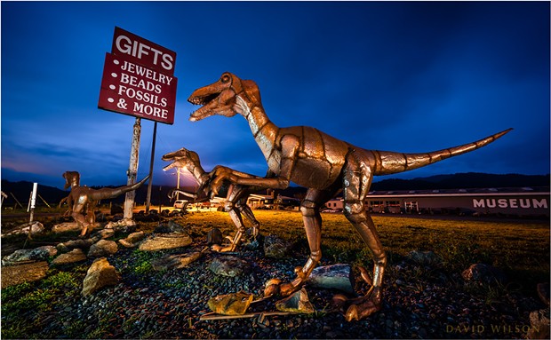 A marauding pack of velociraptors outside of Chapman’s Gem and Mineral Shop south of Fortuna, Humboldt County, California. Photo from March 6, 2020. - DAVID WILSON