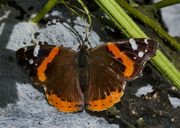 Red admiral butterfly. - PHOTO BY ANTHONY WESTKAMPER