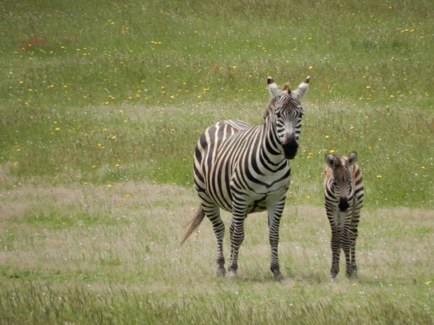 A new foal has joined the Petrolia zebras. - PHOTO COURTESY OF CINDY LYMAN