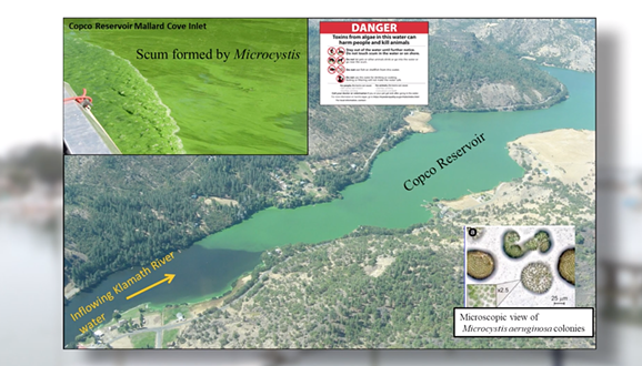 A slide shows the buildup of toxic blue-green algae on the Klamath River in Copco reservoir behind the Copco dams. - SCREENSHOT FROM KEET’S LIVE BROADCAST