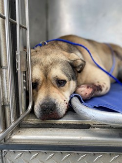 Injured dog discovered at the Samoa Dunes - HCSO
