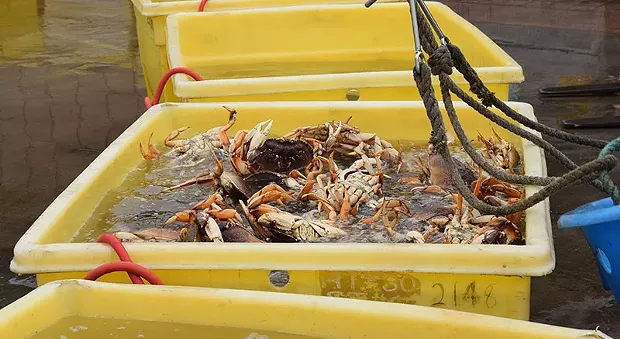 North Coast Dungeness Crab Season Delayed News Blog