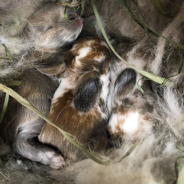 Small Critters Winner "Baby Buns" "8-day-old Holland Lop bunnies." - BY THOMMIE HASKINS-MOUNTAIN