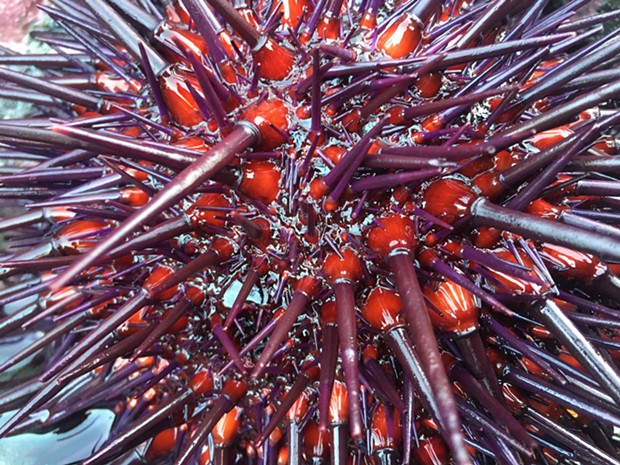 PURPLE URCHIN, SUBMITTED