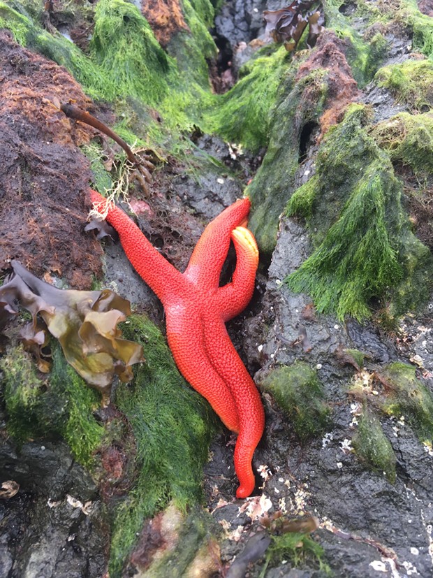 Blood star posing for an iNaturalist observation. - COURTESY OF TRINIDAD COASTAL LAND TRUST