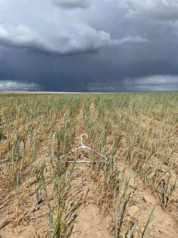 The drought-damaged wheat crop on Nicole Berg’s farm in Paterson, Washington. - COURTESY OF NICOLE BERG