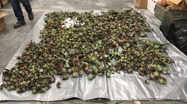 Succulent poaching is on the rise, CDFW officials say, with some 2,300 recovered in Humboldt County in 2018. - COURTESY OF CDFW
