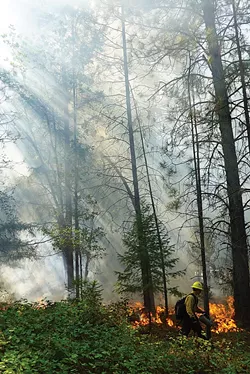 TREX trainee Cody Gray uses a drip torch to ignite understory vegetation in a prescribed burn so it will not be there to accelerate much hotter flames in a future wildfire. - PHOTO BY BRUNO SERAPHIN