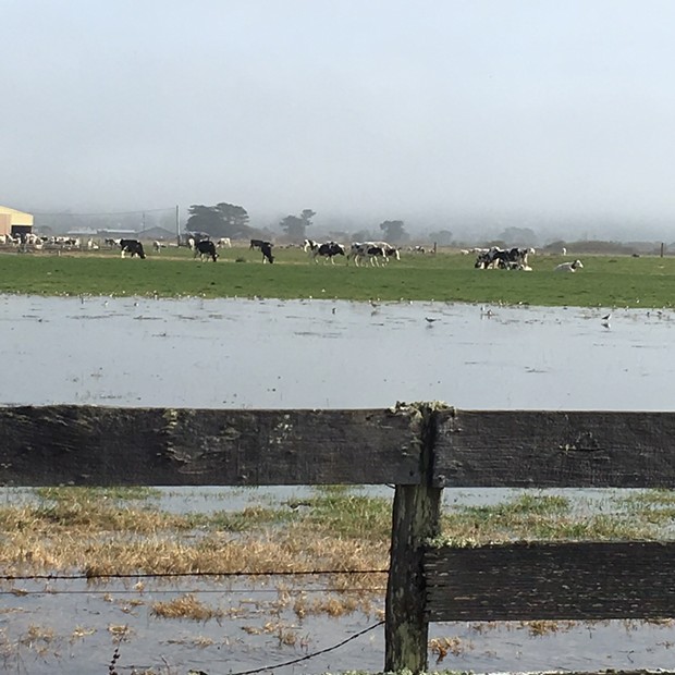 Flooding on Jackson Ranch Road in Arcata during last year's King Tide event. - KIMBERLY WEAR