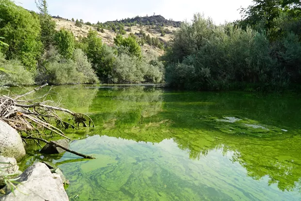 Four hydroelectric dams along the Klamath River stymie flows and raise water temperatures, leading to toxic algal blooms. - PHOTO BY STORMY STAATS