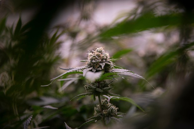Cannabis plants at the Pure Beauty growing site in Sacramento on Jan. 26, 2022. - MIGUEL GUTIERREZ JR., CALMATTERS