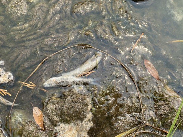 Dead fish found on the Klamath River near Happy Camp. - KARUK TRIBE