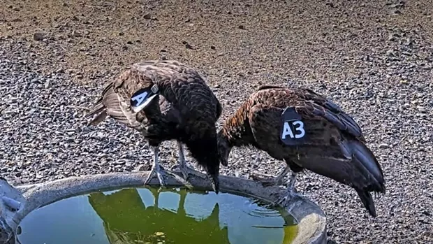 A2 and A3 interact after A3 returns to the enclosure site after a two-week absence. - YUROK TRIBE FACEBOOK