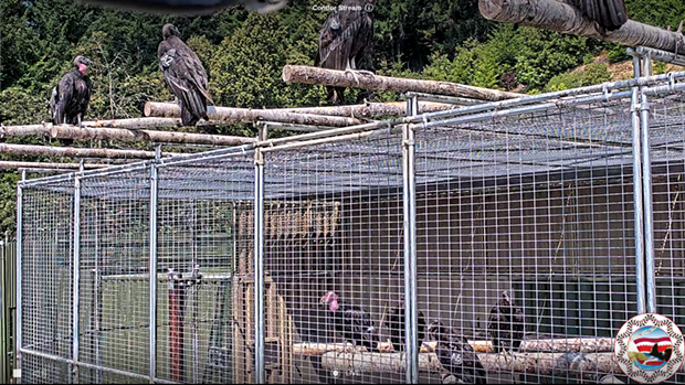 The now-free flying first cohort of California condors sits atop the enclosure where the new cohort is being introduced today. - SCREENSHOT FROM THE YUROK TRIBE CONDOR LIVE STREAM