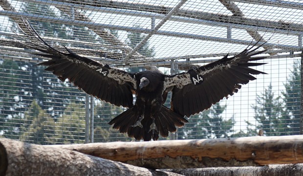 California condor A4 in the enclosure. - MATT MAIS, YUROK TRIBE