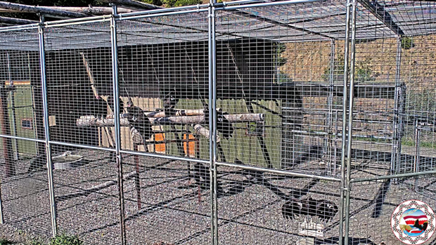 For the first time, all eight of the North Coast's California condors were in the release enclosure in preparation for the birds' twice-yearly exams. - SCREENSHOT FROM YUROK CONDOR LIVE FEED