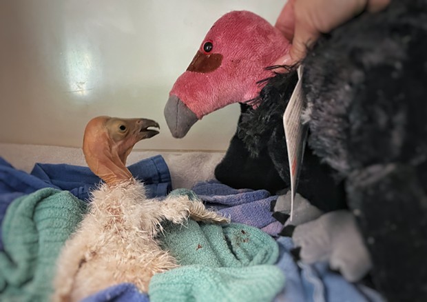 The newly hatched California condor that was taken to be incubated and cared for due to concerns about the health of the father condor that was caring for the nest after his mate died of the virus - COURTESY OF THE PEREGRINE FUND