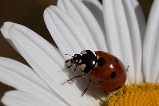Seven Spotted Ladybird Beetle (Coccinella septempunctata), an imported species from Europe is used as a biocontrol for aphids and other pests. - ANTHONY WESTKAMPER