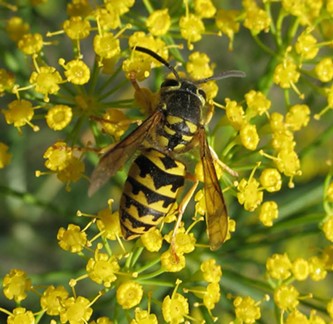 The can't-miss-it markings of a yellow jacket. - ANTHONY WESTKAMPER