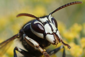 Know your enemy: the bald faced hornet is a nasty one. - ANTHONY WESTKAMPER