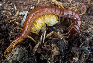 A protective centipede with her eggs. - ANTHONY WESTKAMPER