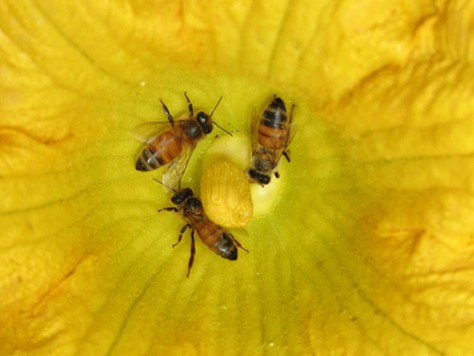 Honeybees at work on a pumpkin flower. - ANTHONY WESTKAMPER