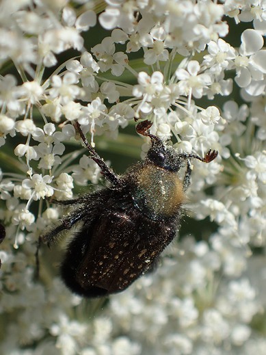 Rathvone's scarab beetle, another fuzzy pollinator. - ANTHONY WESTKAMPER