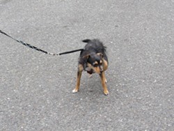 On a leash and out of the poop, please! - LINDA STANSBERRY