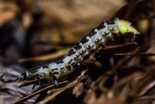 The glow worms are back. - ANTHONY WESTKAMPER