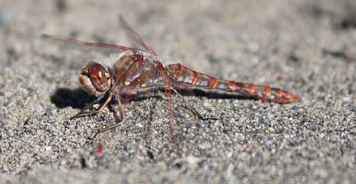 The variegated meadowhawk dragonfly dries out for survival.