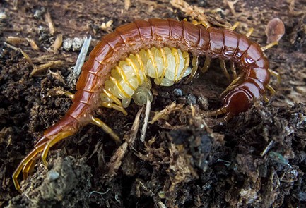 A centipede with her babies. - ANTHONY WESTKAMPER