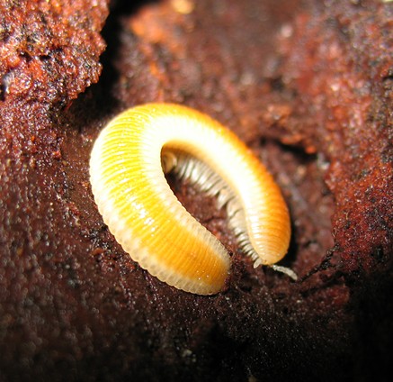Know this guy? This flat millipede is as yet unidentified. - ANTHONY WESTKAMPER