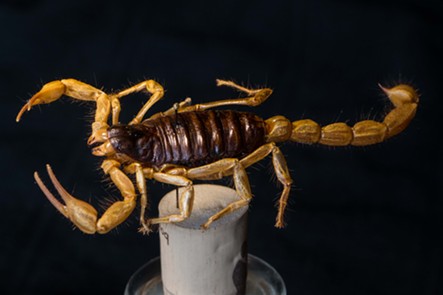 A 30-year-old scorpion from the desert near Susanville. - ANTHONY WESTKAMPER