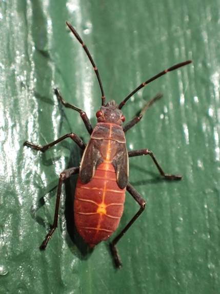 Juvenile box elder bug. - ANTHONY WESTKAMPER