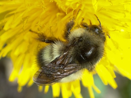 A bumble bee investigates a dandelion. - ANTHONY WESTKAMPER
