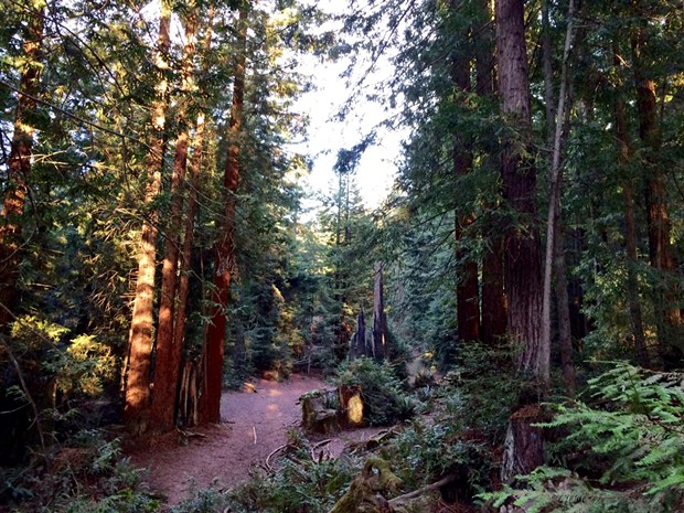 With dense forests of redwood, Douglas fir and spruce, the Bayview Street property is a potentially attractive acquisition for the city of Arcata and Humboldt State University. - COURTESY OF KYLA TRIPODI