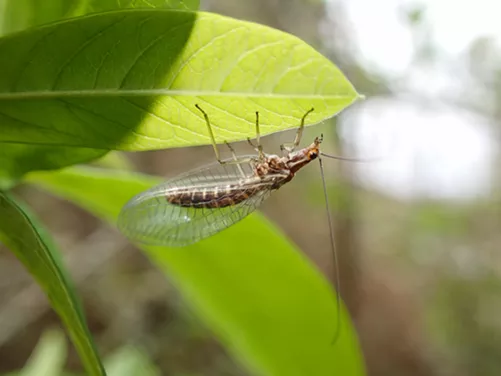 The San Francisco lacewing's body is about 1/2 inch long. - ANTHONY WESTKAMPER