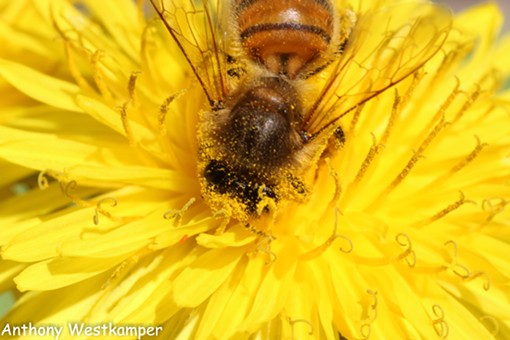 A honeybee going to town on dandelion pollen. - ANTHONY WESTKAMPER