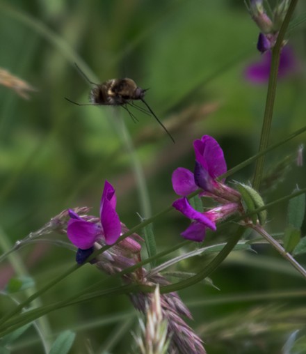 Hunting the bee fly as it hunts for pollen. - ANTHONY WESTAMPER