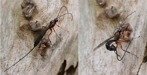 A stephanid wasp tracking with its antennae, then drilling to lay an egg that will devour the grubs within.