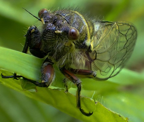 The male cicada's song is meant to woo the ladies — fast.