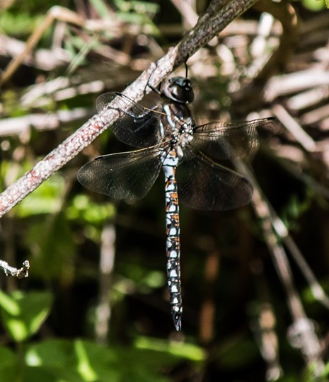 The male California darner is all flash. - ANTHONY WESTKAMPER