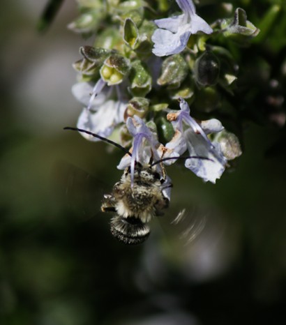 A male long-horned bee on a rosemary bush. - ANTHONY WESTKAMPER