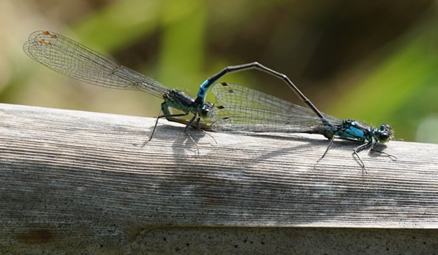 Male and female Pacific forktails "in wheel," which is what the entomologists are calling it these days.